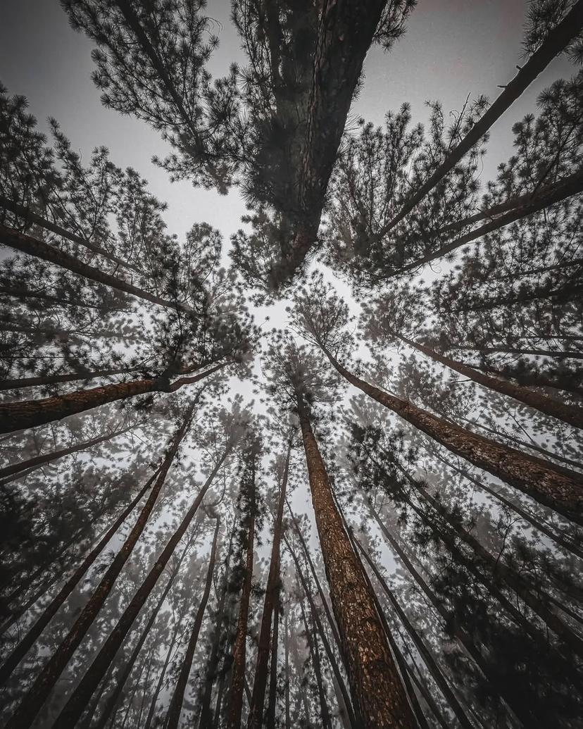 Dance of the trees 💃 Sembuwatha Lake Matale, Sri Lanka