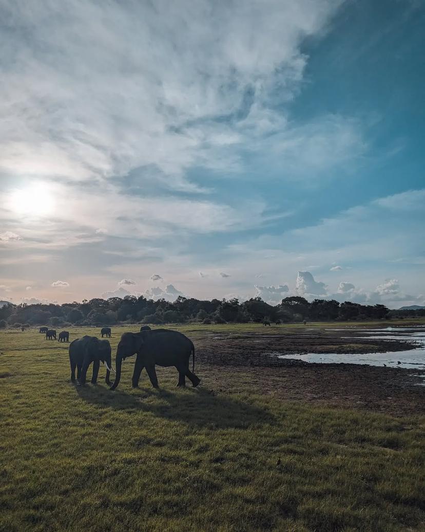 Elephants enjoing their evening 🐘 Minneriya National Park, Sri Lanka